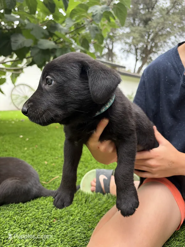 Light Blue Collar – German Shepherd Dog, Labrador Retriever puppy for sale in El Dorado Hills, CA