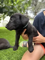 Light Blue Collar, a male German Shepherd Dog and Labrador Retriever for sale in El Dorado Hills, CA – 1 of 4