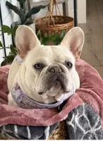 Muffin, a female French Bulldog for sale in El Dorado Hills, CA – 2 of 3