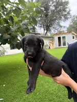 Purple Collar, a female German Shepherd Dog and Labrador Retriever for sale in El Dorado Hills, CA – 2 of 2