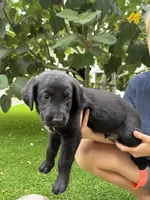 Red Collar, a male German Shepherd Dog and Labrador Retriever for sale in El Dorado Hills, CA – 3 of 5
