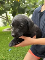 Green Collar, a male German Shepherd Dog and Labrador Retriever for sale in El Dorado Hills, CA – 2 of 4