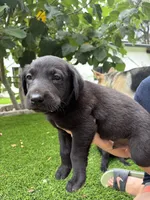 Orange Collar, a male German Shepherd Dog and Labrador Retriever for sale in El Dorado Hills, CA – 4 of 4
