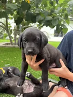 Blue Collar, a male German Shepherd Dog and Labrador Retriever for sale in El Dorado Hills, CA – 2 of 4
