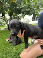 Light Blue Collar, a male German Shepherd Dog and Labrador Retriever for sale in El Dorado Hills, CA – 4 of 4