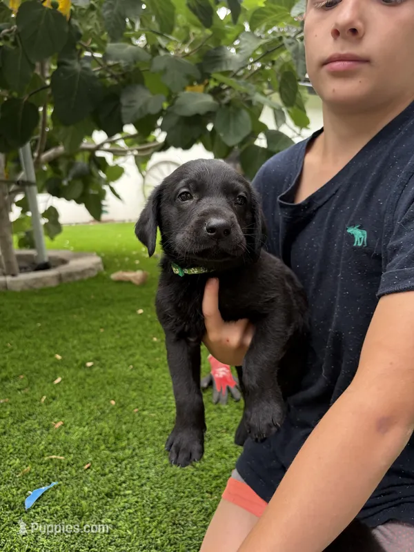 Green Collar – German Shepherd Dog, Labrador Retriever puppy for sale in El Dorado Hills, CA
