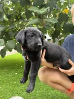 Red Collar, a male German Shepherd Dog and Labrador Retriever for sale in El Dorado Hills, CA – 4 of 5