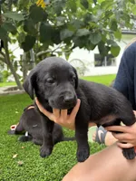 Light Blue Collar, a male German Shepherd Dog and Labrador Retriever for sale in El Dorado Hills, CA – 2 of 4