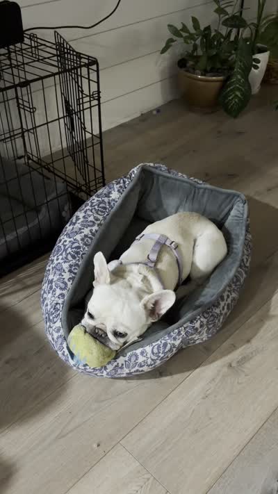 Muffin, a female French Bulldog for sale in El Dorado Hills, CA – 3 of 3