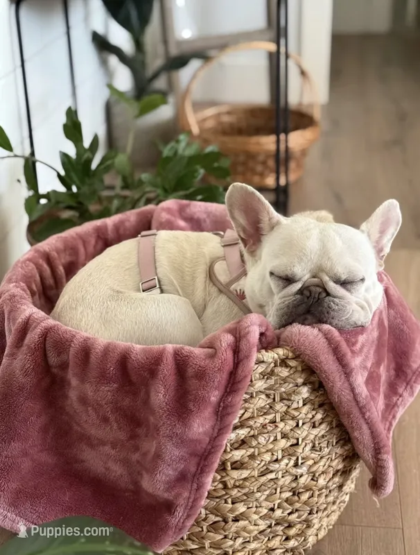 Muffin – French Bulldog puppy for sale in El Dorado Hills, CA