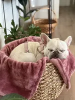 Muffin, a female French Bulldog for sale in El Dorado Hills, CA – 1 of 3