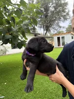 Purple Collar, a female German Shepherd Dog and Labrador Retriever for sale in El Dorado Hills, CA – 1 of 2