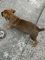 Foxxi, a female Boerboel for sale in Charlotte, NC – Photo 4 of 8