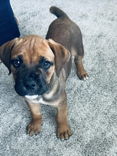 Foxxi, a female Boerboel for sale in Charlotte, NC – Photo 1 of 8