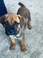 Foxxi, a female Boerboel for sale in Charlotte, NC – Photo 1 of 8