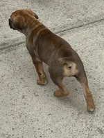 Foxxi, a female Boerboel for sale in Charlotte, NC – Photo 3 of 8