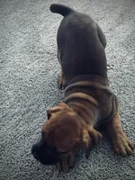 Foxxi, a female Boerboel for sale in Charlotte, NC – Photo 5 of 8