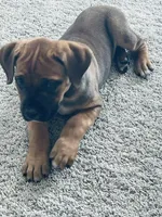 Foxxi, a female Boerboel for sale in Charlotte, NC – Photo 8 of 8