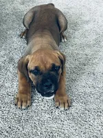 Foxxi, a female Boerboel for sale in Charlotte, NC – Photo 6 of 8