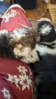 Baldwin, a male Shih Tzu for sale in Vidor, TX – 3 of 9
