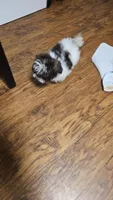 Baldwin, a male Shih Tzu for sale in Vidor, TX – 6 of 9