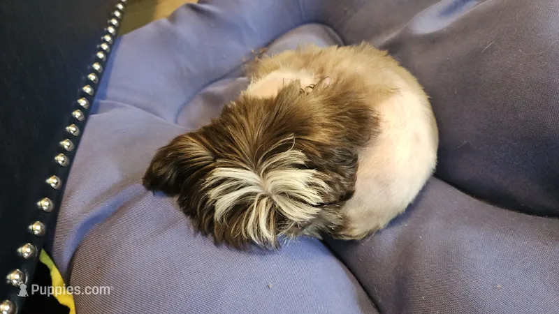 Baldwin – Shih Tzu puppy for sale in Vidor, TX
