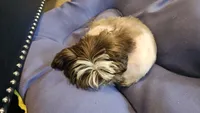 Baldwin, a male Shih Tzu for sale in Vidor, TX – 1 of 9