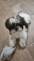 Baldwin, a male Shih Tzu for sale in Vidor, TX – 5 of 9