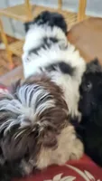 Baldwin, a male Shih Tzu for sale in Vidor, TX – 7 of 9