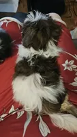 Baldwin, a male Shih Tzu for sale in Vidor, TX – 8 of 9