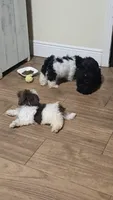 Baldwin, a male Shih Tzu for sale in Vidor, TX – 4 of 9