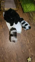 Baldwin, a male Shih Tzu for sale in Vidor, TX – 9 of 9