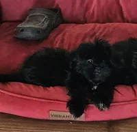 Walter, a male Shih Tzu for sale in Vidor, TX – 1 of 4