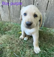 Boy, a male Golden Retriever for sale in McMinnville, OR – 1 of 1