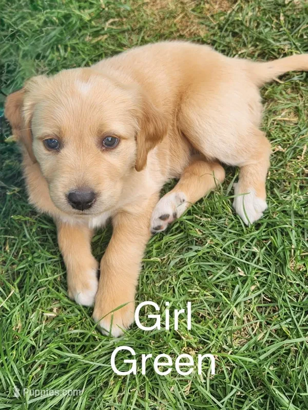 Girl  – Golden Retriever puppy for sale in McMinnville, OR