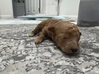 Cappuccino (Cappi), a male Poodle - Toy  and Poodle - Miniature  for sale in Rockland, MA – Photo 2 of 3