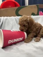 Cappuccino (Cappi), a male Poodle - Toy  and Poodle - Miniature  for sale in Rockland, MA – Photo 3 of 8