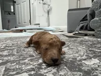 Cappuccino (Cappi), a male Poodle - Toy  and Poodle - Miniature  for sale in Rockland, MA – Photo 3 of 3