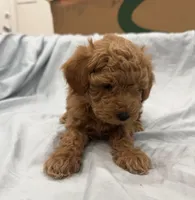 Cappuccino (Cappi), a male Poodle - Toy  and Poodle - Miniature  for sale in Rockland, MA – Photo 6 of 8