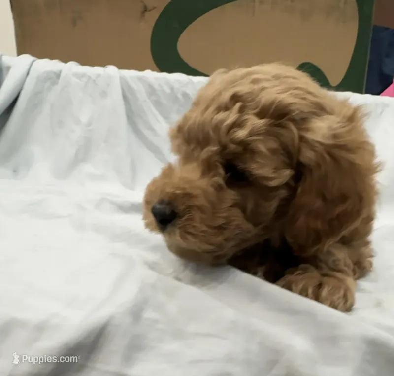 Cappuccino (Cappi) – Poodle - Toy , Poodle - Miniature  puppy for sale in Rockland, MA