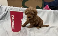 Cappuccino (Cappi), a male Poodle - Toy  and Poodle - Miniature  for sale in Rockland, MA – Photo 7 of 8