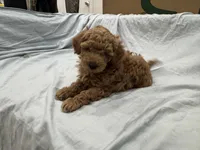 Cappuccino (Cappi), a male Poodle - Toy  and Poodle - Miniature  for sale in Rockland, MA – Photo 5 of 8