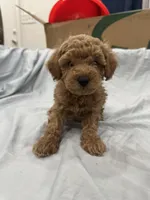 Cappuccino (Cappi), a male Poodle - Toy  and Poodle - Miniature  for sale in Rockland, MA – Photo 8 of 8