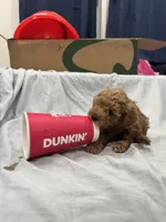 Cappuccino (Cappi), a male Poodle - Toy  and Poodle - Miniature  for sale in Rockland, MA – Photo 4 of 8