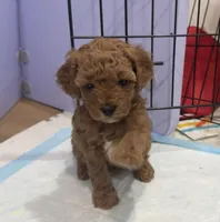 Espressa, a female Poodle - Toy  and Poodle - Miniature  for sale in Rockland, MA – Photo 3 of 4