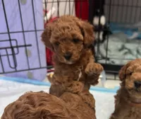 Espressa, a female Poodle - Toy  and Poodle - Miniature  for sale in Rockland, MA – Photo 4 of 4