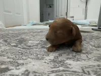 Espresso, a female Poodle - Toy  and Poodle - Miniature  for sale in Rockland, MA – Photo 2 of 2