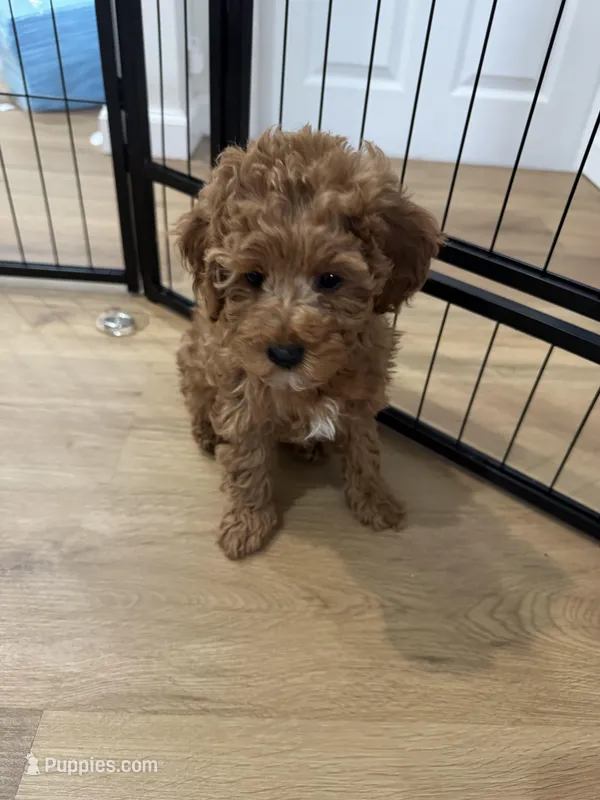 Espressa – Poodle - Toy , Poodle - Miniature  puppy for sale in Rockland, MA