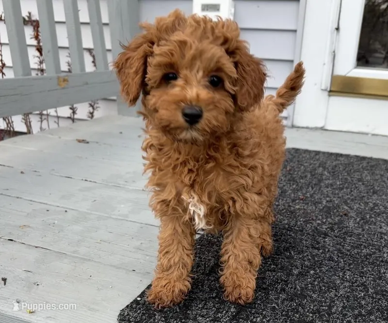 Espressa – Poodle - Toy , Poodle - Miniature  puppy for sale in Rockland, MA