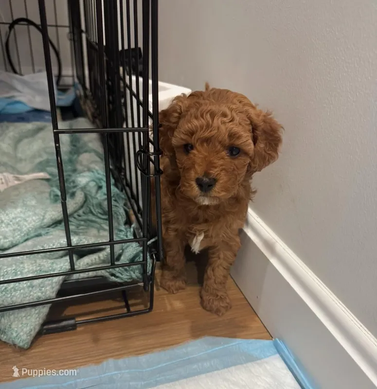 Espressa – Poodle - Toy , Poodle - Miniature  puppy for sale in Rockland, MA